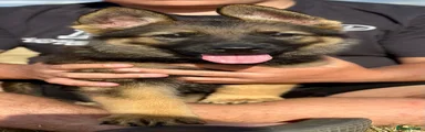 Felix