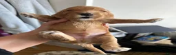 Cockapoo dogs for sale: Cockapoo Puppies by Proven Parents (last litter) - Advert 15