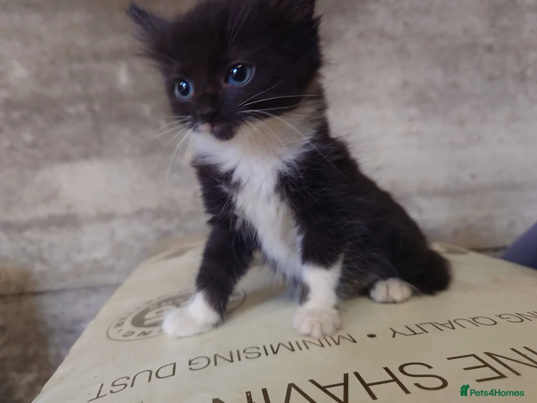 Mixed Breed cats for sale: Friendly Farm Kittens  - Advert 2