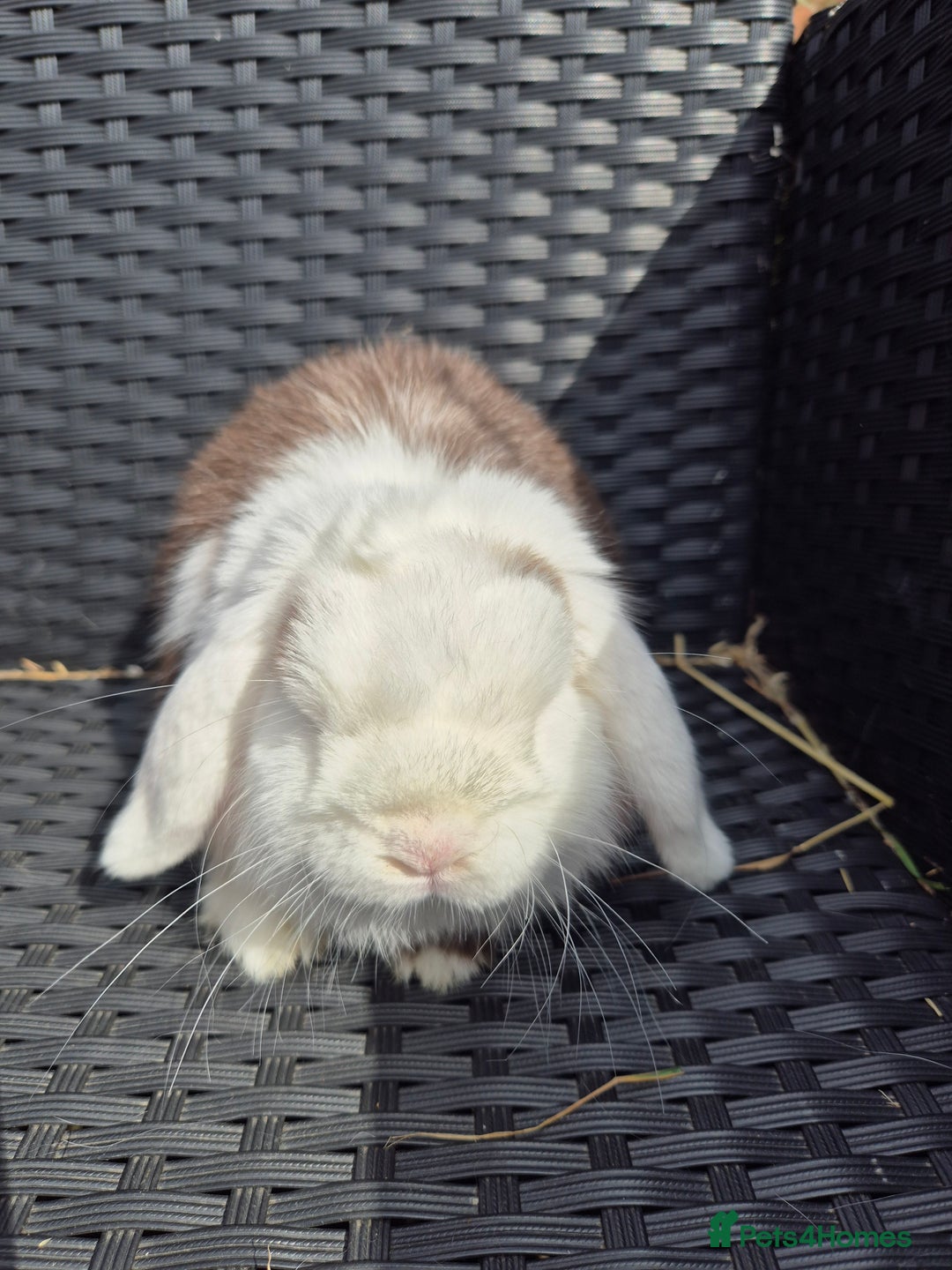 Mini Lop rabbits for sale: Mini Lops Bunnies. READ DESCRIPTION - Updated 27/8 in Chard - Image 6