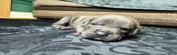 Mixed Breed dogs for sale: American Bull Staffy Puppies in Ramsgate - Advert 18