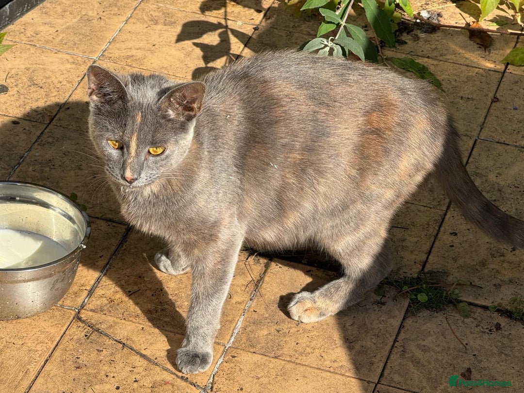 British Shorthair cats for sale: Adorable Black Tortoiseshell Kitten for Sale  - Advert 4