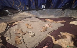 Lurcher dogs for sale: Saluki Lurcher  - Image 34