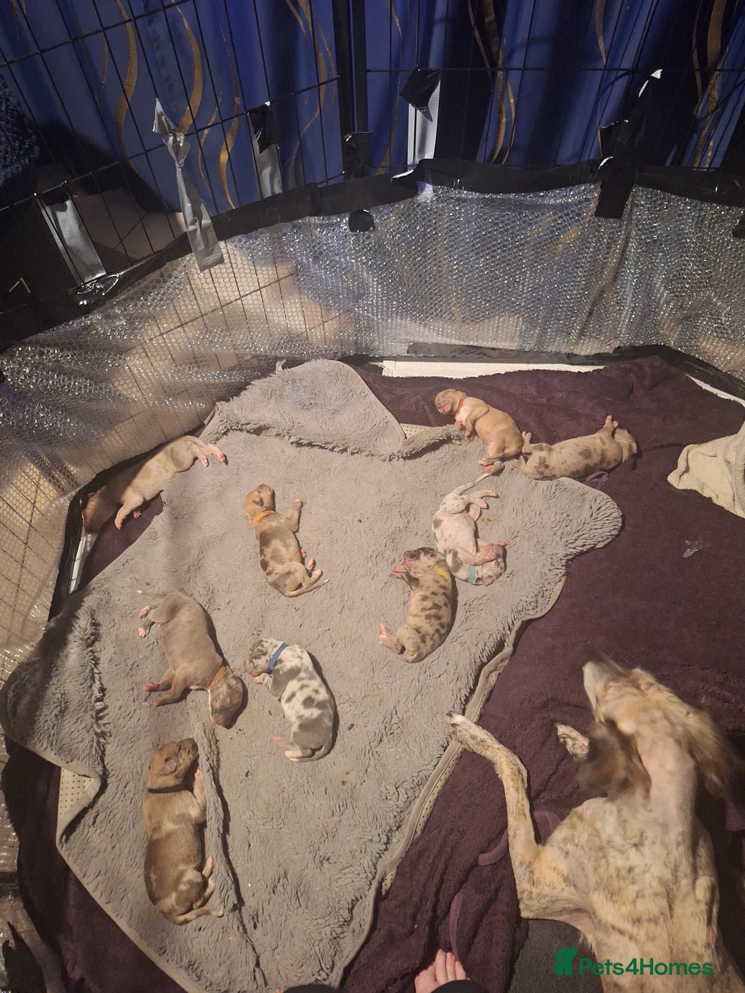 Lurcher dogs for sale: Saluki Lurcher  - Image 34