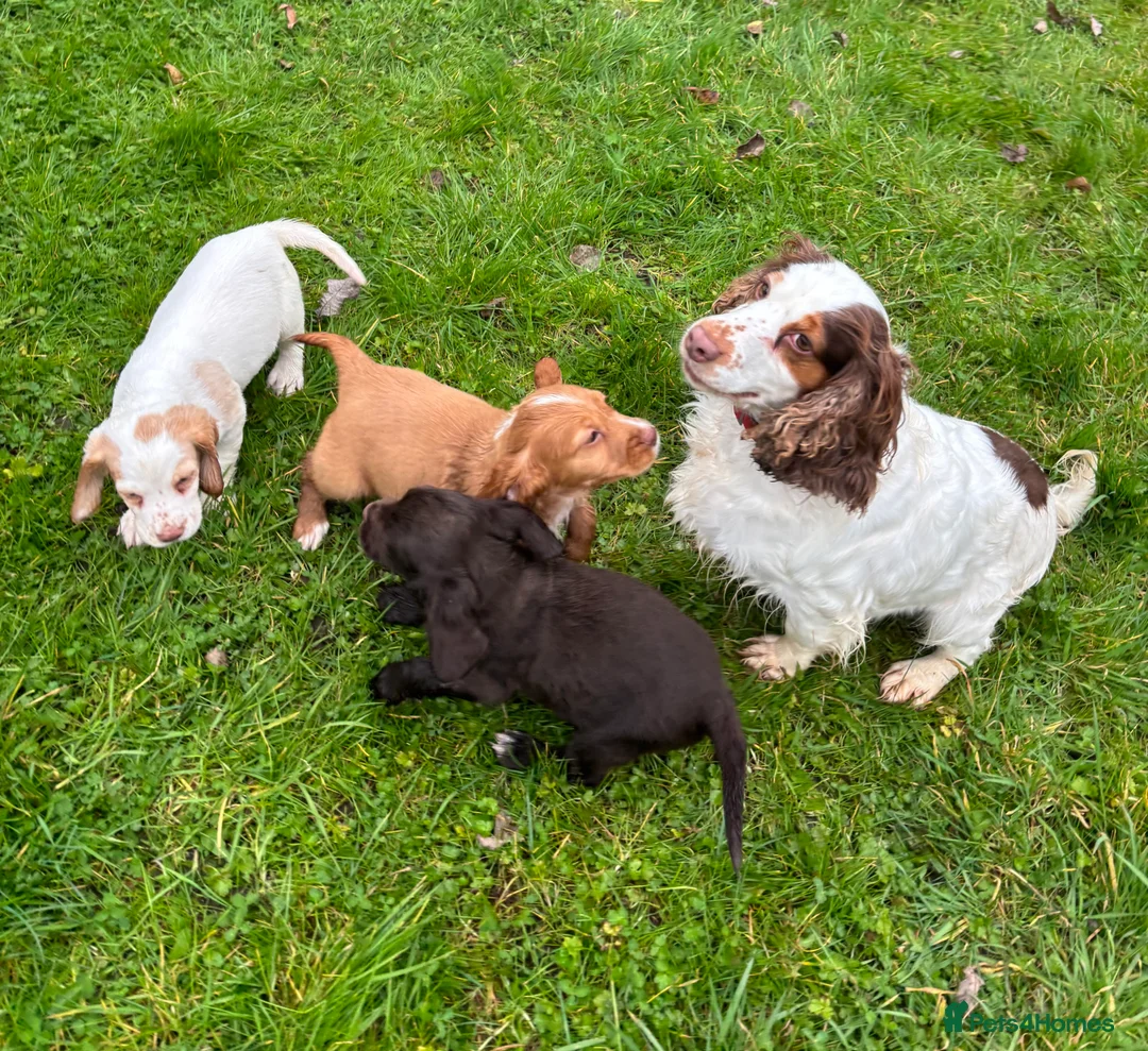 Cocker Spaniel dogs for sale: ❗️5 cocker spaniel puppies looking for new home ❗️ - Advert 8