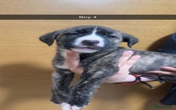Mixed Breed dogs for sale: Puppies for sale  - Image 10