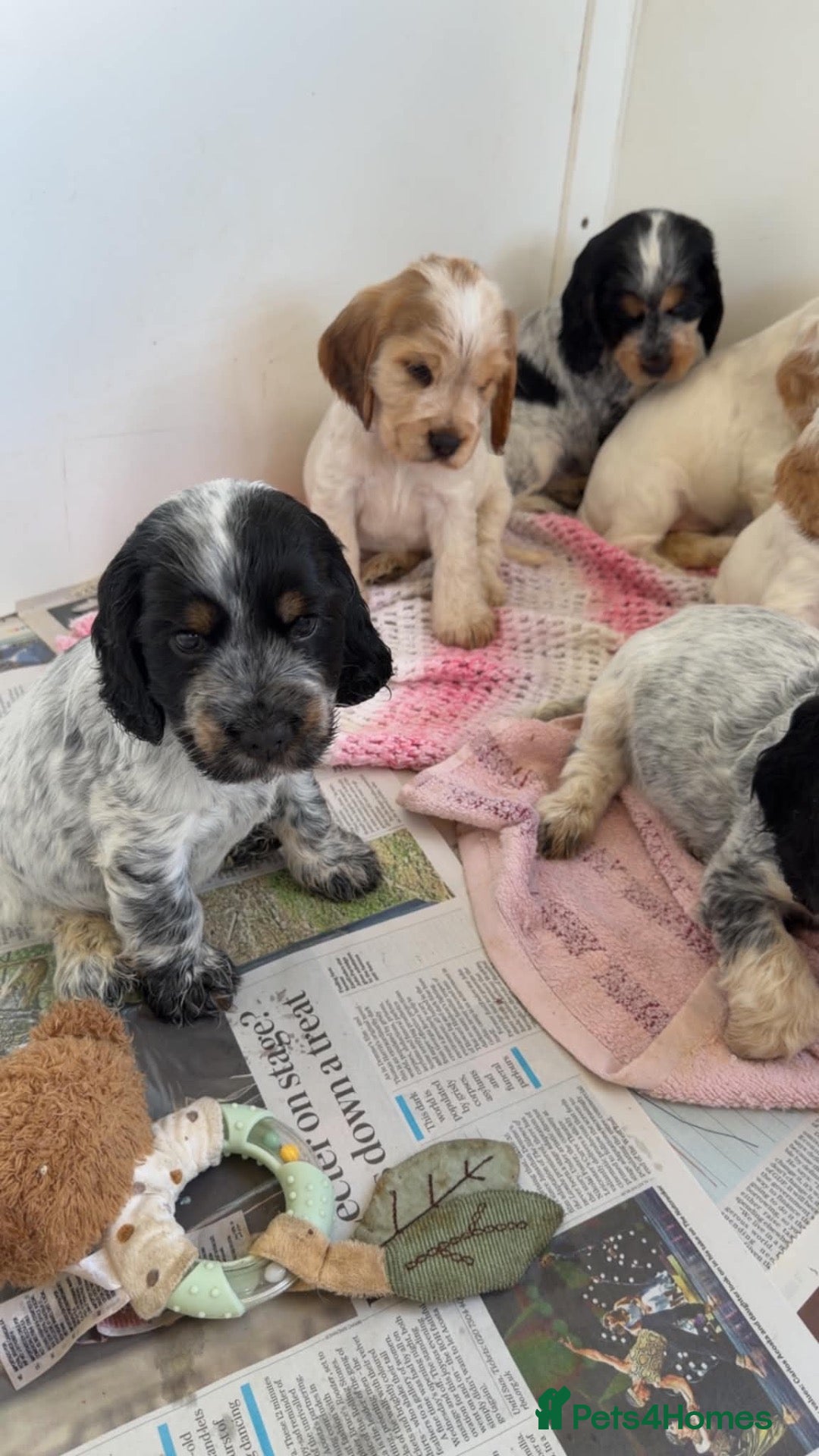 Cocker Spaniel dogs Show cocker spaniel puppies - Advert 2