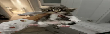 Ragdoll 4 tabby 