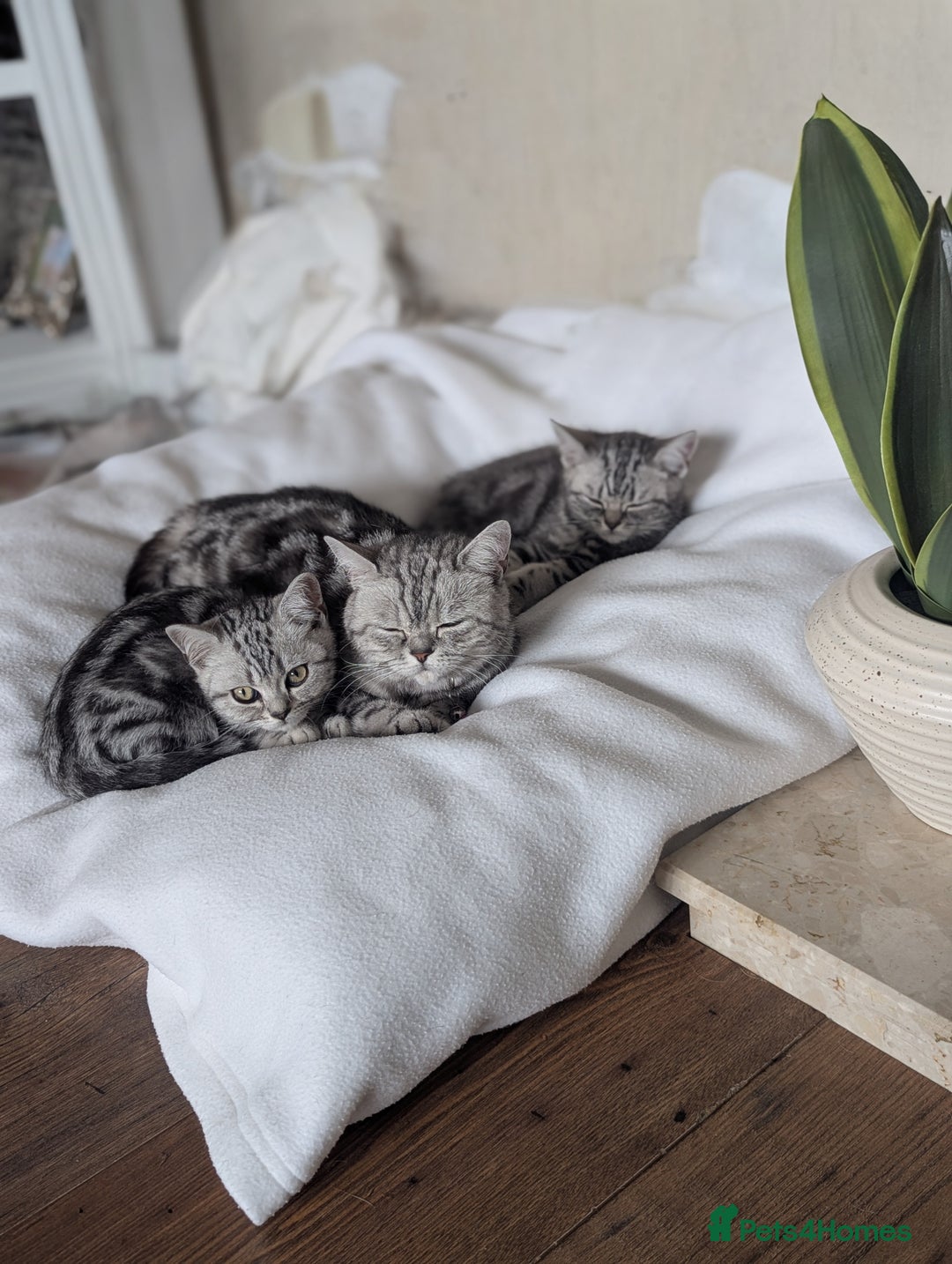 British Shorthair cats for sale: Classic British shorthair silver Tabby  - Image 8