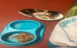 Mixed Breed cats for sale: 3 beautiful kittens - Image 8