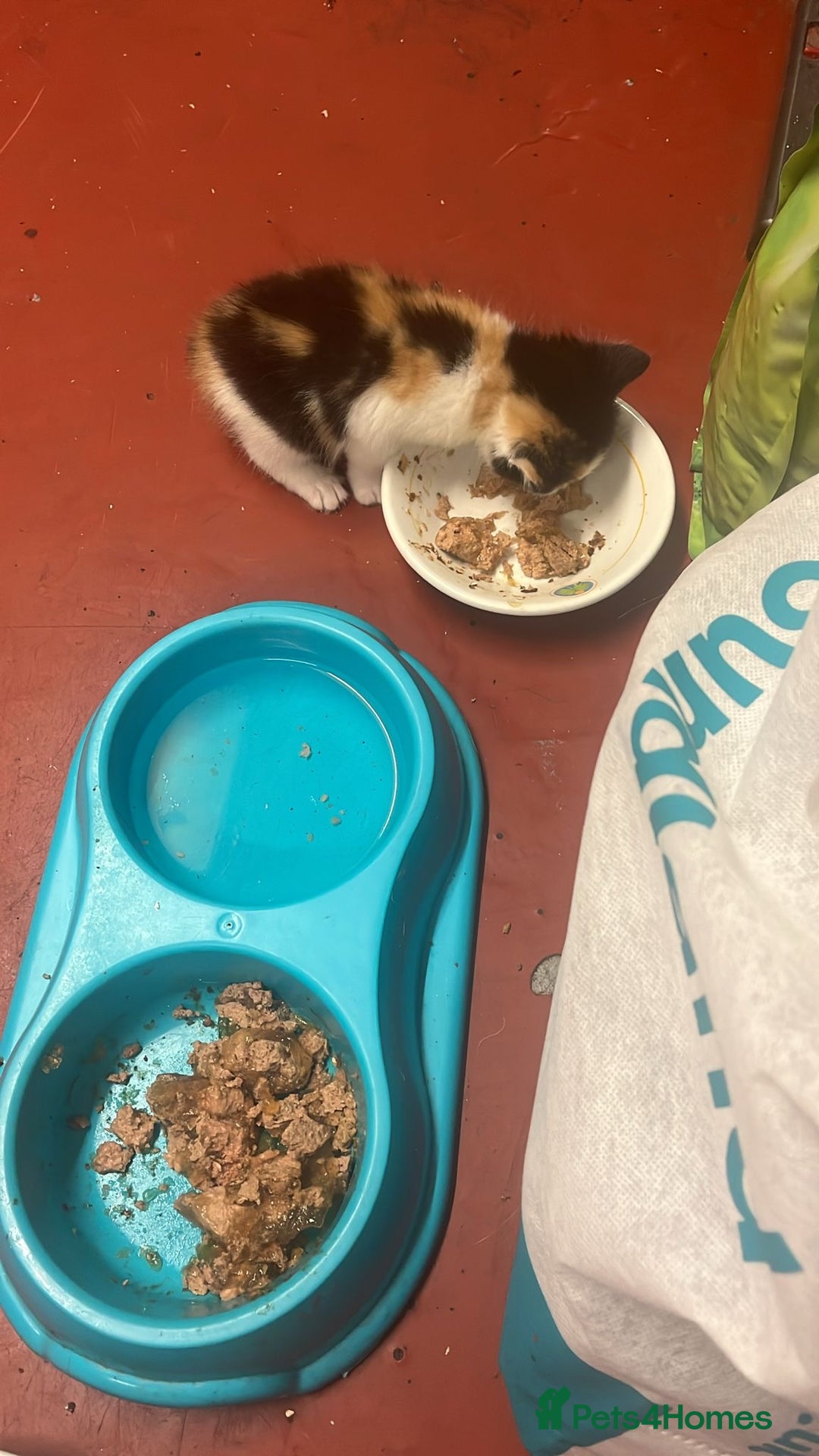 Mixed Breed cats for sale: 3 beautiful kittens - Image 8
