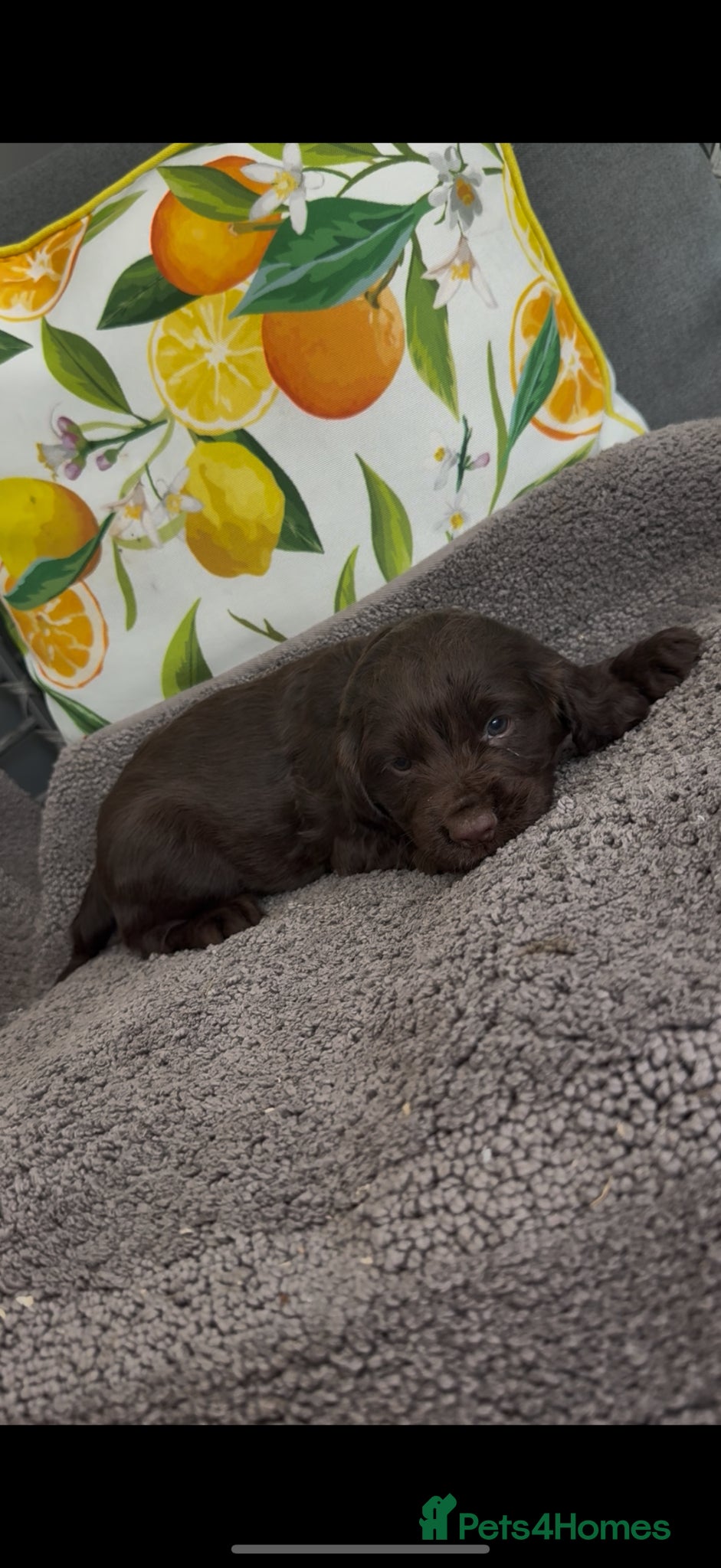 Cocker Spaniel dogs Working Cocker spaniel puppies  - Advert 1