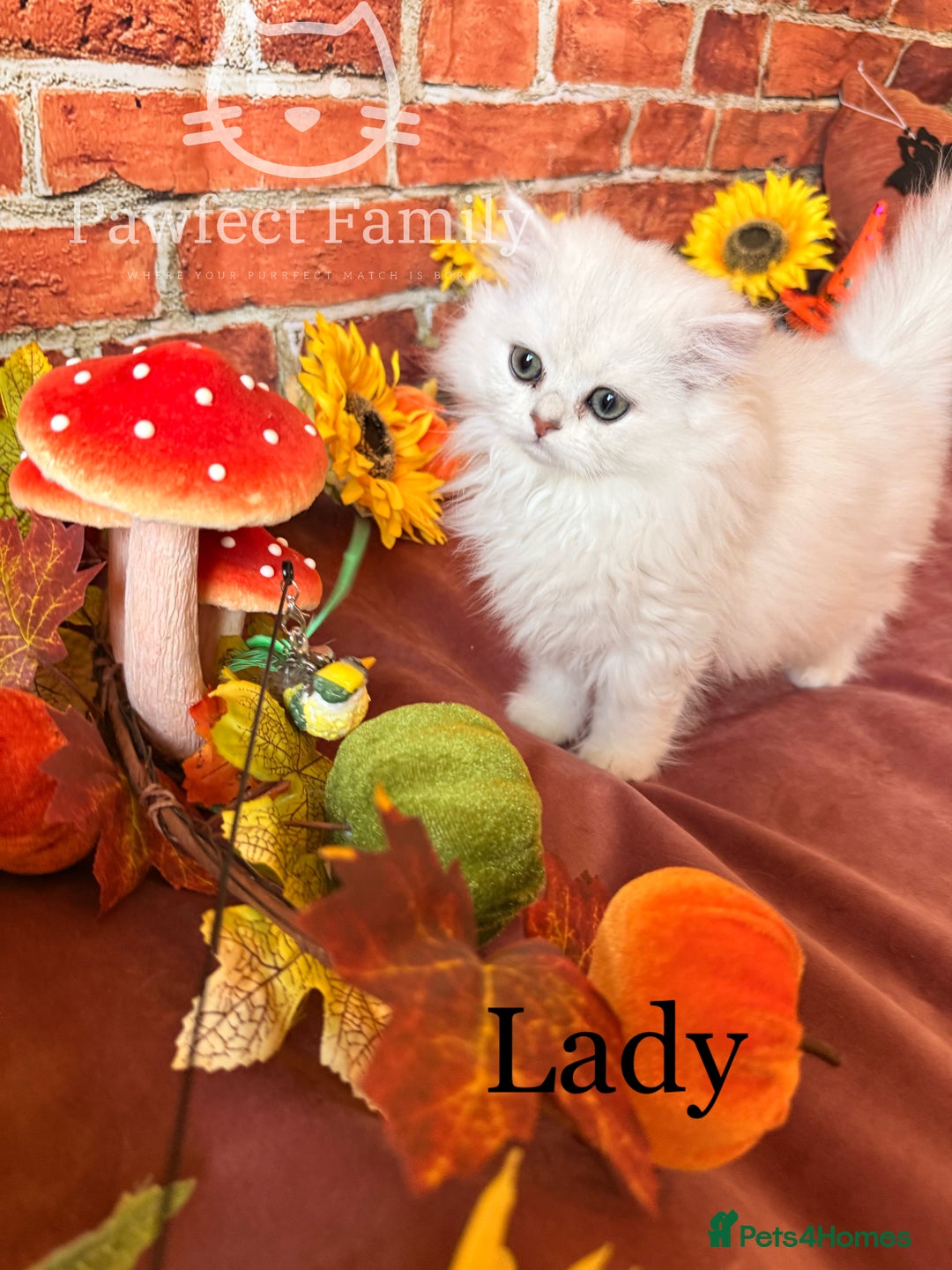 British Shorthair cats for sale: Superb pedigree show quality kittens - Image 3