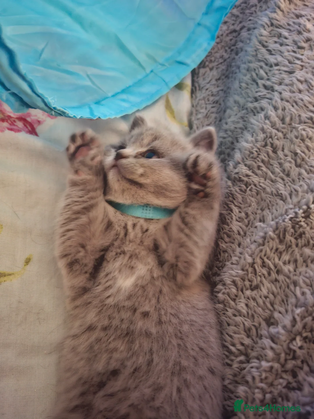 British Shorthair cats for sale: Only 1 blue boy & 1 blue girl available to reserve - Advert 25