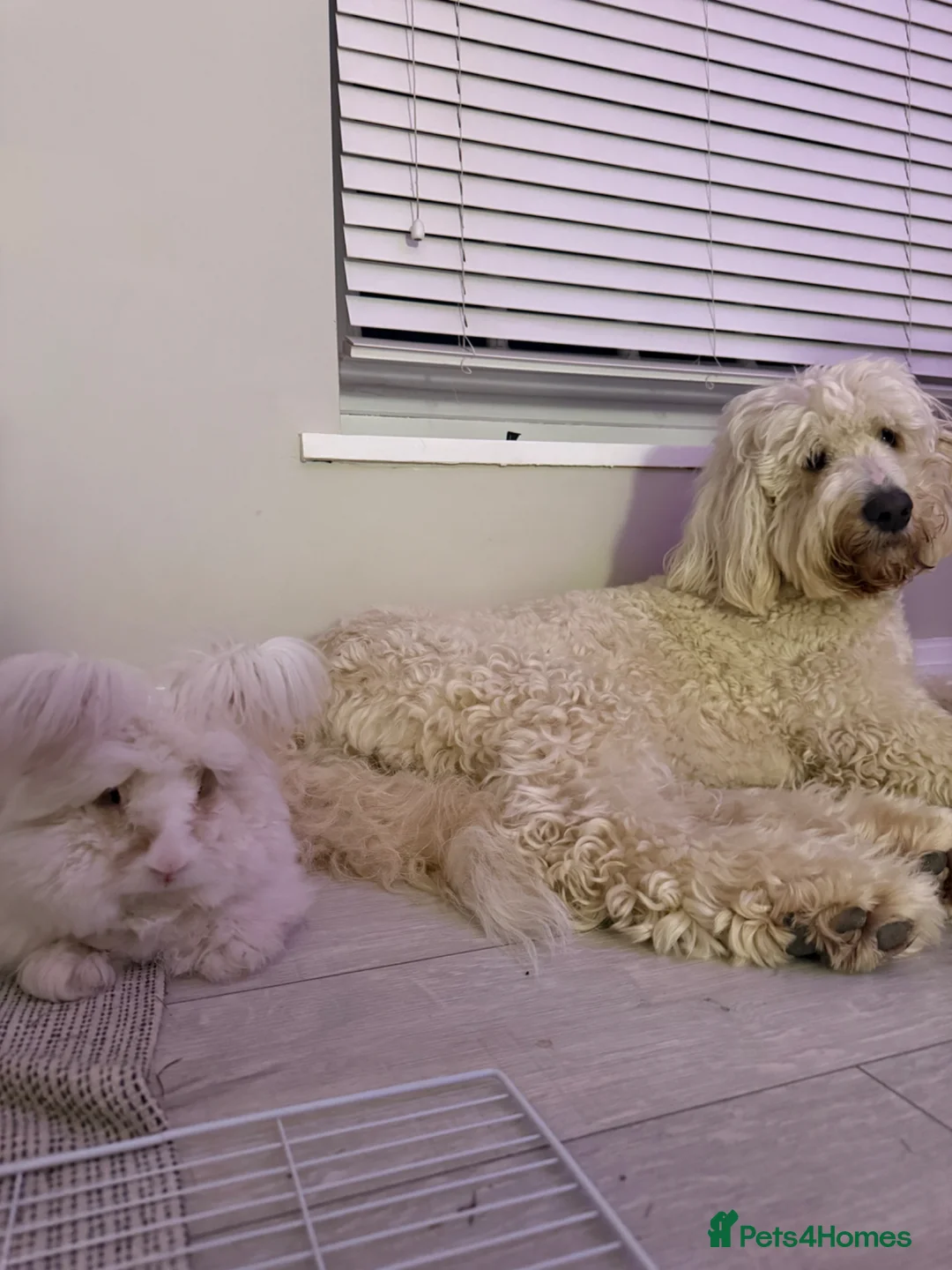 Angora rabbits for sale: Beautiful english angora boy in Harrogate - Advert 2