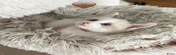 Ragdoll cats for sale: Looking for perfect furry companion?🐾😻 - Advert 10