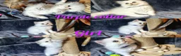 British Longhair cats for sale: Black silver shaded kitten - Advert 20