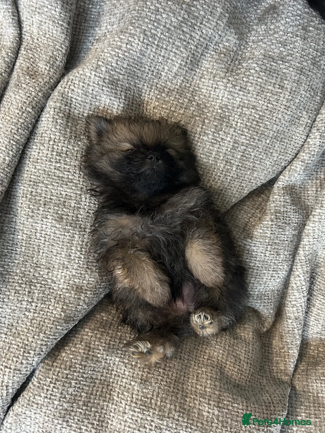 Pomeranian dogs for sale: *Reduced Full Pomeranians 6 puppies* - Advert 2