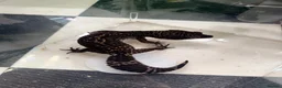 Leopard Gecko reptiles for sale: Mixed baby Leopard Geckos & 1 Black night - Advert 27