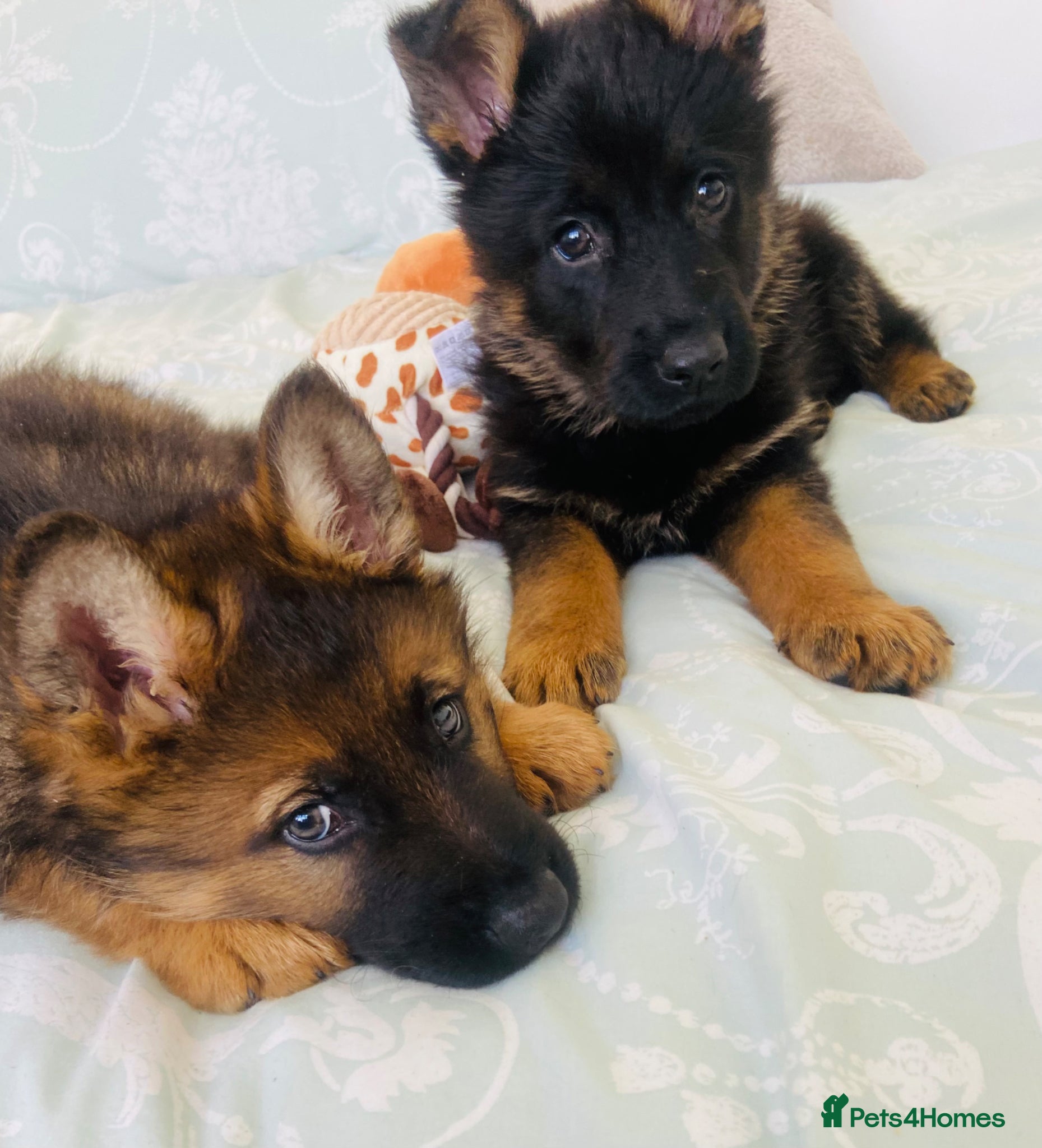 German Shepherd dogs German Shepard puppies ready to leave  - Advert 6