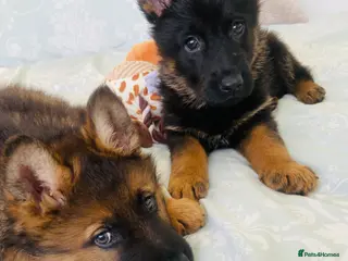 German Shepherd dogs German Shepard puppies ready to leave - Advert 6