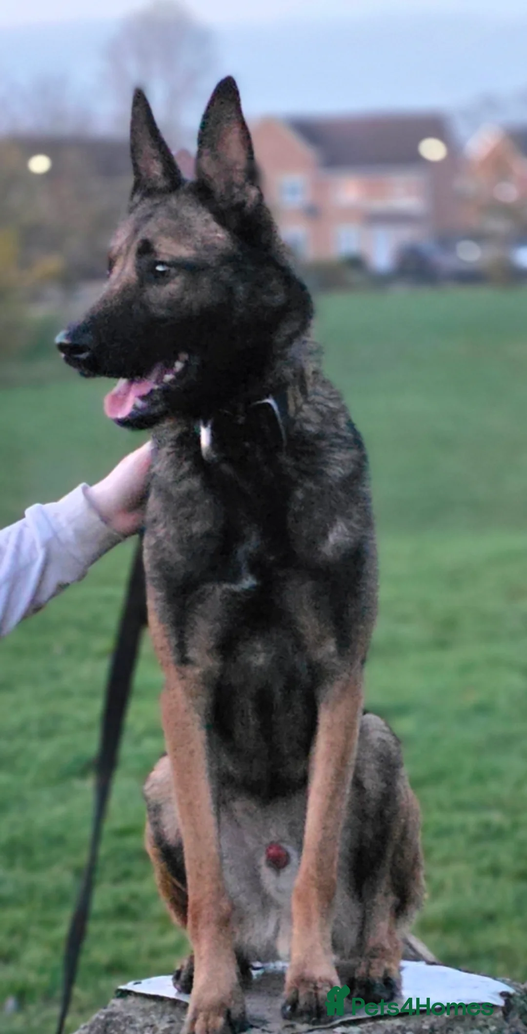 Belgian Shepherd Dog dogs for stud: 🔥🔥  The infamous LampaK9 KHAOS BRN55028🔥🔥 - Advert 4