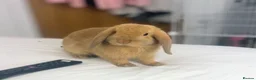 Mini Lop rabbits for sale: Gorgeous Male Mini Lop - Advert 3