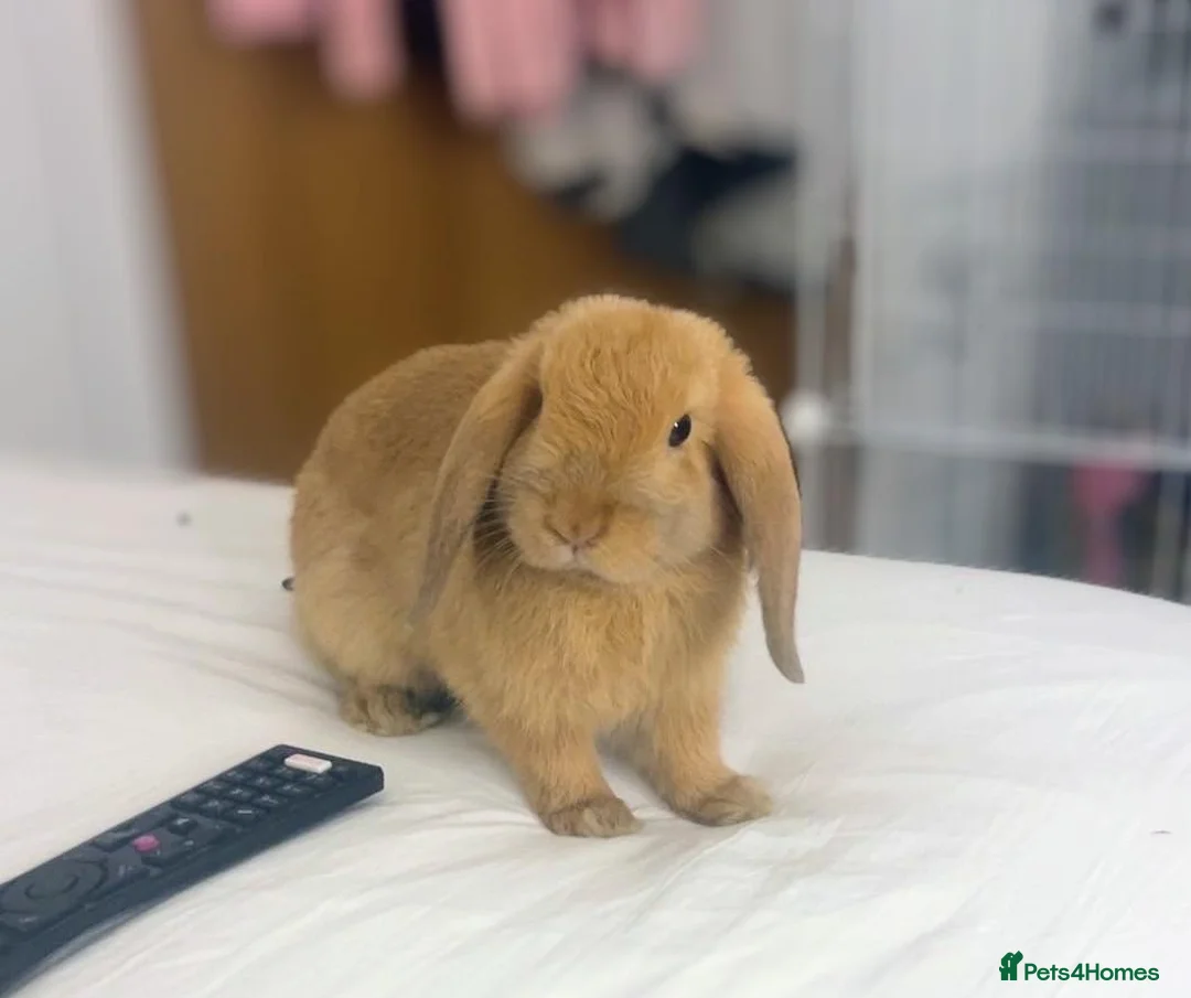 Mini Lop rabbits for sale: Gorgeous Male Mini Lop - Advert 3