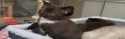 Siamese cats for sale: TWO SIAMESE GIRLS LEFT - Advert 8