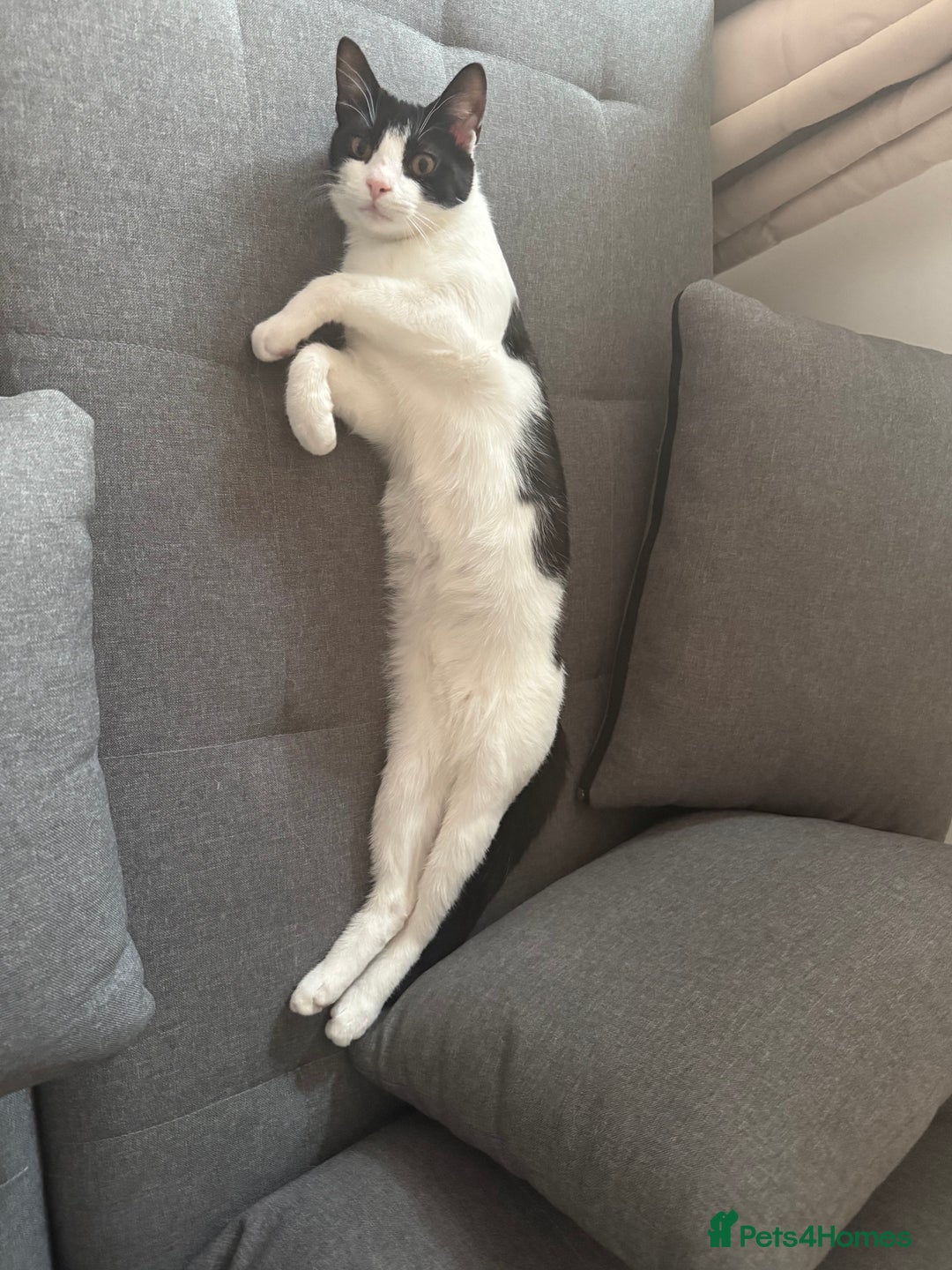 Domestic Shorthair cats for sale: Lovely Tuxedo Cat - Advert 3