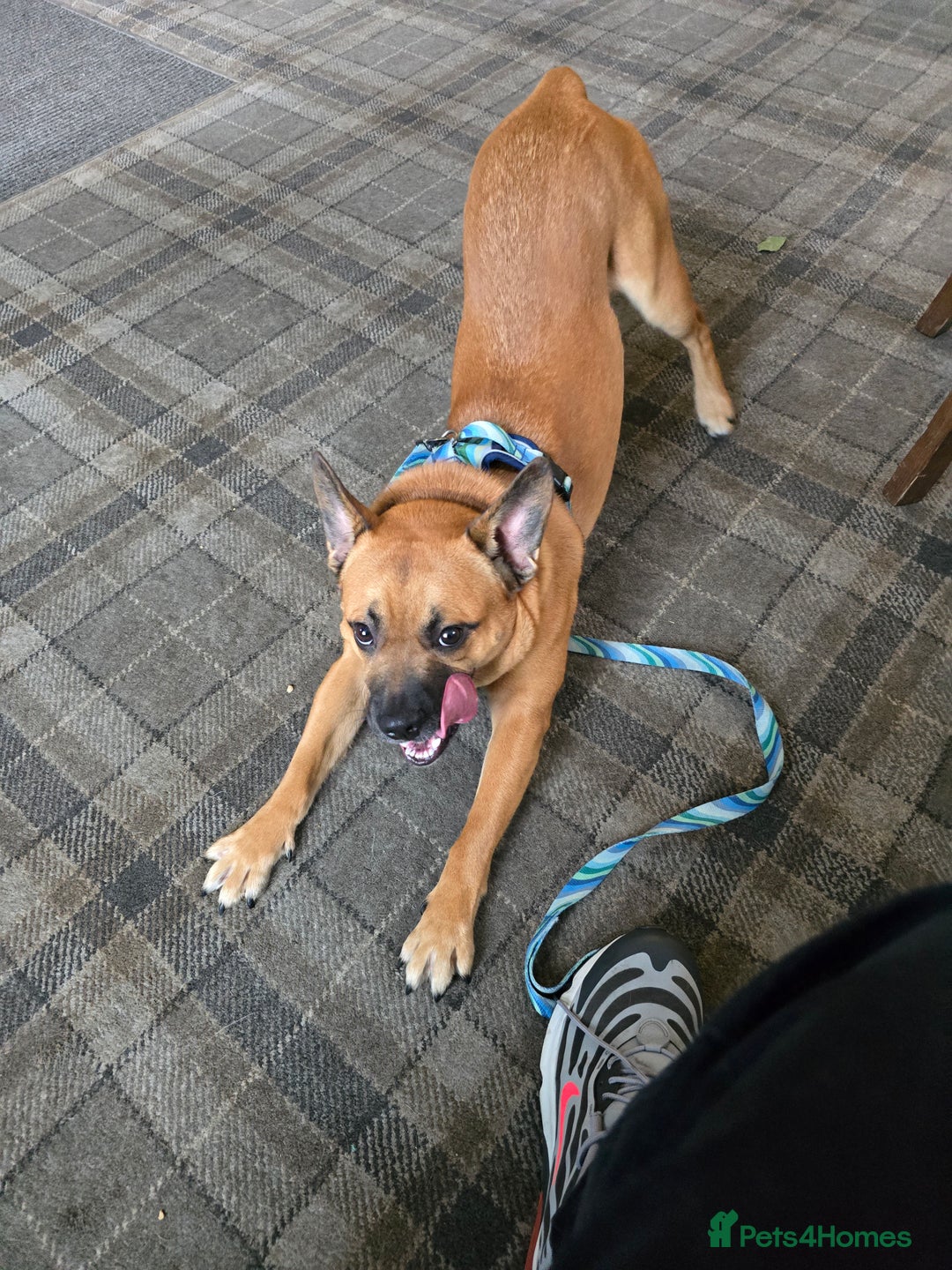 Mixed Breed dogs for sale: Staffie/Frenchie Cross  - Image 2