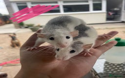 Rat rodents for sale: Baby dumbo rats 🐀  - Image 1