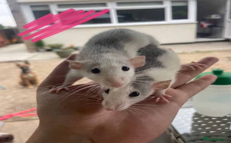 Rat rodents - Advert 1
