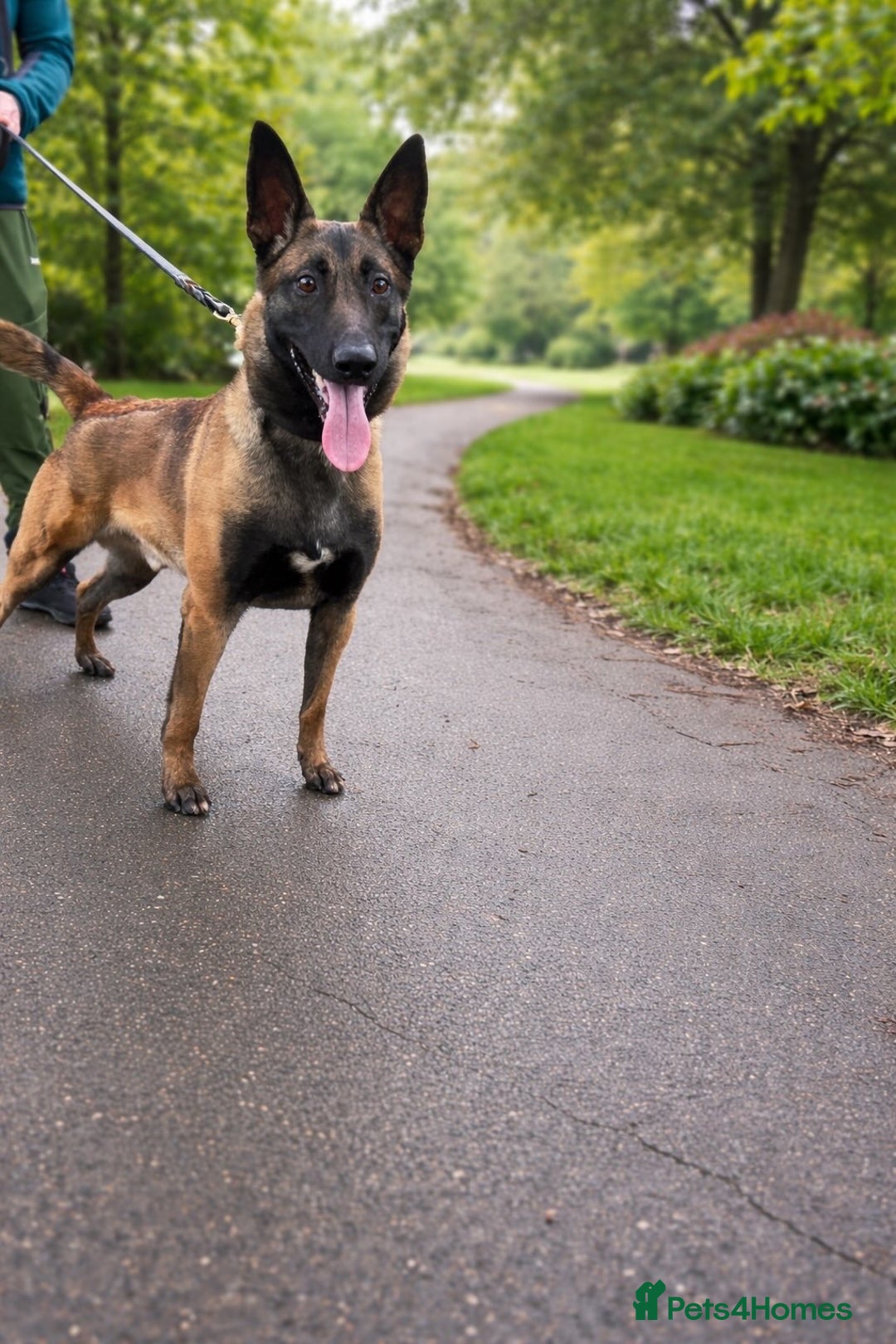 Belgian Shepherd Dog dogs for sale: Duke!! - Advert 2