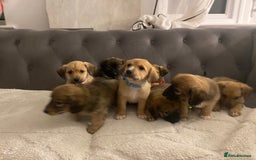 Jack Russell dogs for sale: Jack Russell puppies for sale.  - Image 1