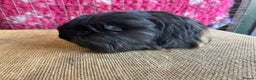 Guinea Pig rodents for sale: Guinea pigs mixed breeds - Advert 2
