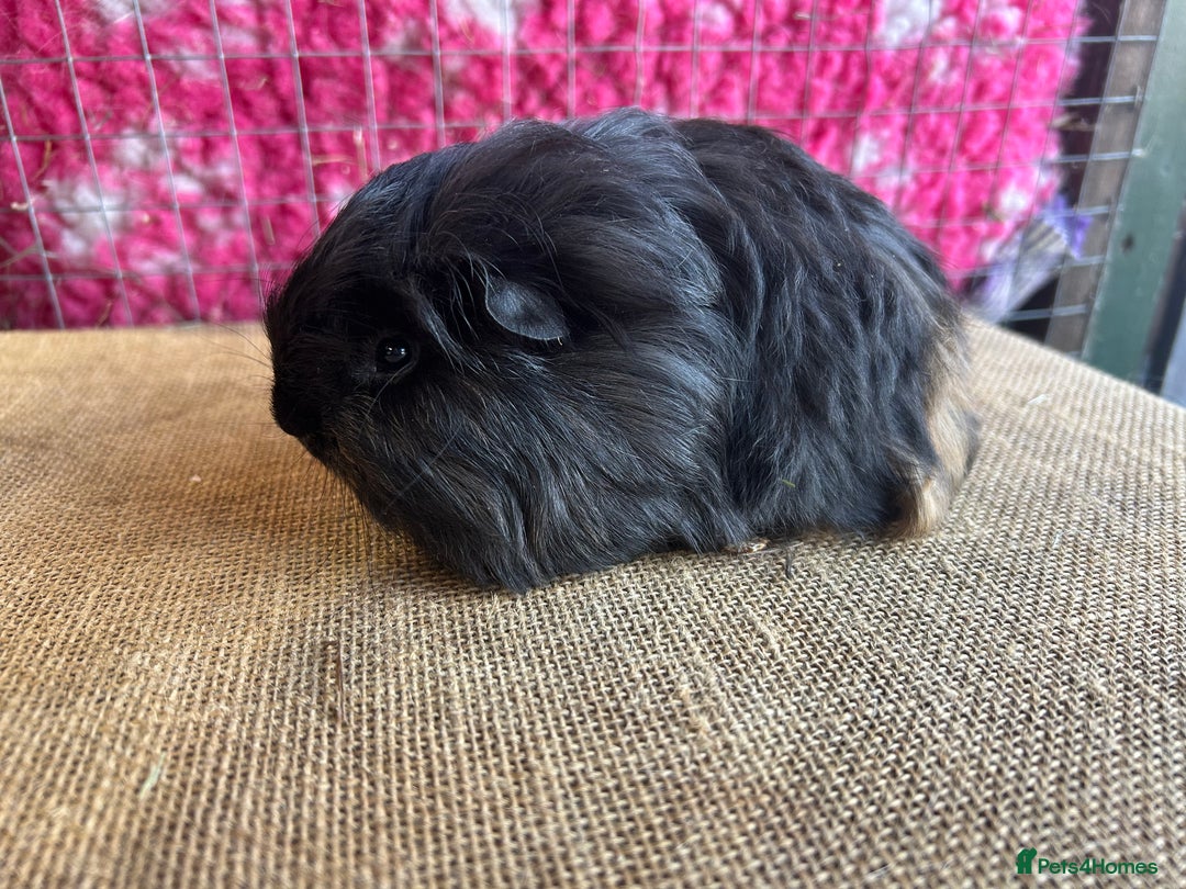 Guinea Pig rodents for sale: Guinea pigs mixed breeds - Advert 2