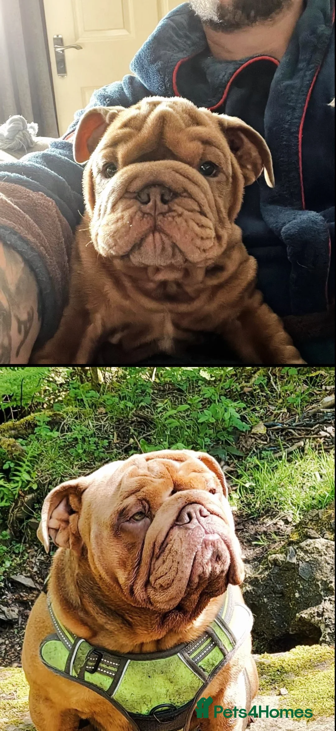 English Bulldog dogs for sale: Gorgeous rare full tan KC reg English bulldog - Advert 8