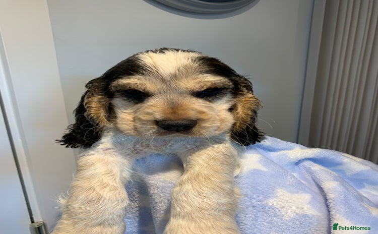 Cocker Spaniel dogs Fully health tested KC Cocker Spaniel puppies - Advert 7