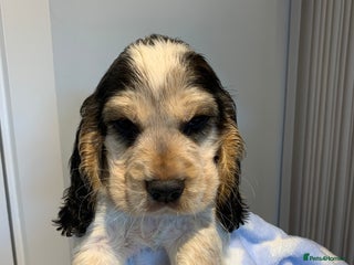 Cocker Spaniel dogs Fully health tested KC Cocker Spaniel puppies - Advert 17