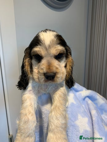 Cocker Spaniel dogs Fully health tested KC Cocker Spaniel puppies - Advert 7