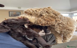Australian Labradoodle dogs for sale: Pure Australian Labradoodles - READY TO LEAVE  - Image 7