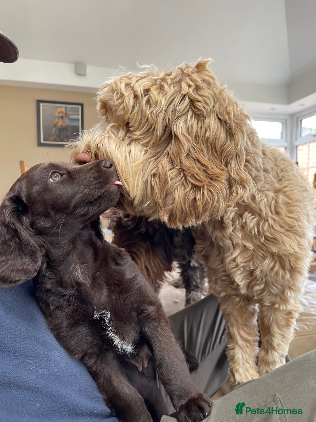 Australian Labradoodle dogs for sale: Pure Australian Labradoodles - READY TO LEAVE  - Image 7