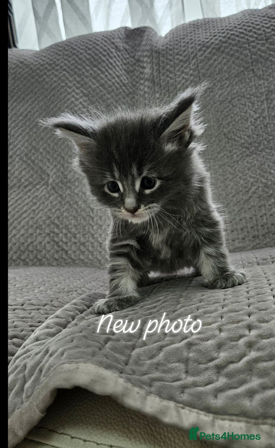 Maine Coon cats for sale: Giant Maine Coon  - Advert 9