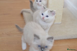 Ragdoll cats Beautiful Ragdoll Kittens - Advert 6