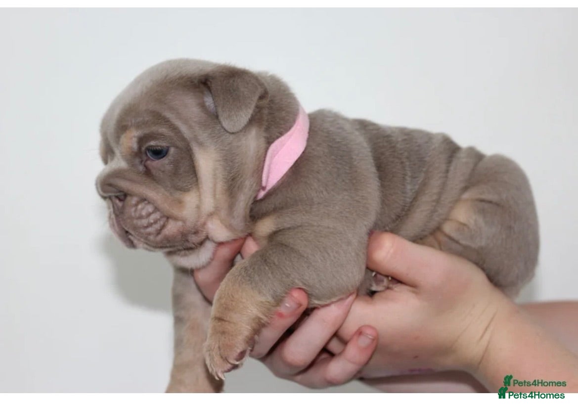 English Bulldog dogs Beautiful lilic & tan bulldog puppys - Advert 1