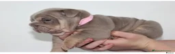 English Bulldog dogs for sale: Beautiful lilic & tan bulldog puppys - Advert 1