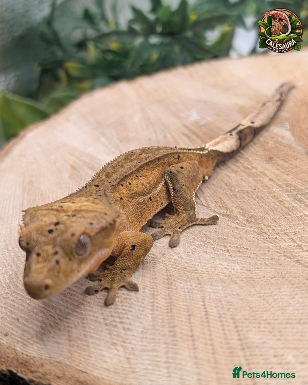 Gecko reptiles for sale: Mixed Morph Crested Gecko - Advert 1