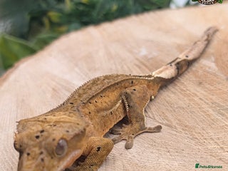 Gecko reptiles Mixed Morph Crested Gecko - Advert 2