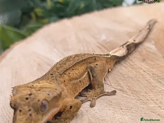 Gecko reptiles Mixed Morph Crested Gecko - Advert 16